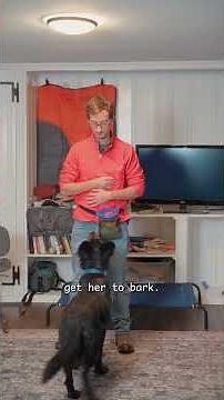 Teaching a Belgian Sheepdog the Front Position #dogtraining #belgiansheepdog #frontcommand