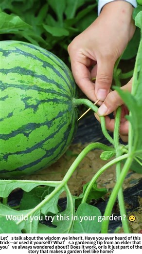 The Toothpick Trick: An Old Gardener’s Secret 🌱🍉
