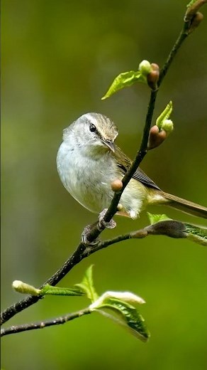 Spring Japanese Bush Warbler #birdwatching