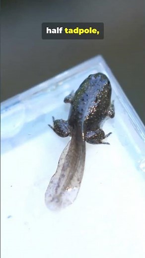 Life Cycle of A Frog #frogs #lifecycle #educational #learning #shorts