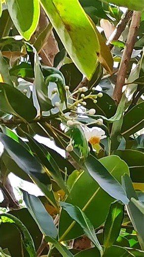 Bitaog first flowers for 2026 season #philippines #nativetrees #homesteading