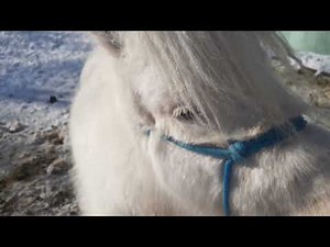 Miniature Horses - Feeding a Mini Horse For Show