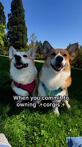 Owning corgis means living under constant scrutiny by a fluffy, judgmental loaf with legs too short for their ego. 😂 | Maple and Morty Corgis