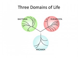 Three Domains of Life - SlideServe