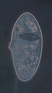 Cells death #science #laboratorylife #foryoupageシ #biology #molecularbiology @ # #europa @topfanstopfans #labrador #cellsdeath | Microbiologists