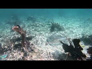 Stingray Glides Across the Reef | Snorkeling Grecian Rocks, Key Largo