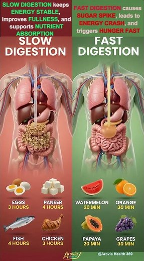 Food Digestion Time: How Long It Takes to Digest Food #health #facts #food