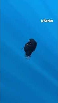 Poisson légendaire, le « diable noir des abysses » aperçu pour la première fois à la surface