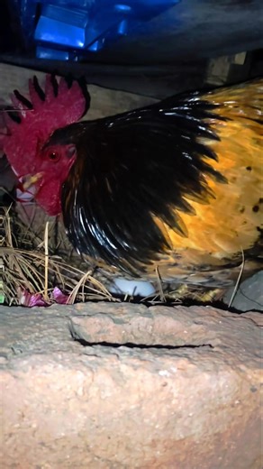 #rooster #egg #safety 🐣