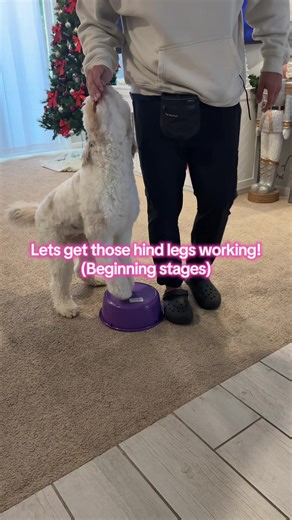 Beginning stages of Pivot Turns to work on that rear-end awareness! (Counter-Clockwise) We aren’t dog trainers (obviously) but we try to learn training concepts, the why’s behind them and work on them with Charlie. Simple as that. A goal for 2026 is to have more planned and intentional training sessions throughout the year. Lets do this! 😤 💪🏼 . . . #dogtraining #aussiedoodle #aussiedoodlesoftiktok