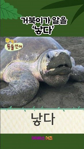 거북이가 알을 낳아요!ㅣ낳다ㅣ1분 한글 배우기ㅣ위키와 동물언어ㅣKBS 방송