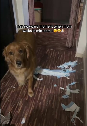 Buckle up, fam… cause after eating a pee pad like a pro 😎, the poop storm is on its way 💩😅 Mom and bro better have the mop ready 🧹😬@Dikchu @Mr.Acharya❤️‍🩹🇳🇵 @kunwarkripa #foryoupage #foryou #lucubaba🐶 #goviral #lucyranithegoldenretriever🐶 #dogsoftiktok #lifeofgoldenretreiver #caughtintheact #dogmess #peepaddisaster #naughtydog #viral #dogdrama #goldenretriever #furrytiktok #femaledog #trending #dubainepali🇦🇪🇳🇵 #spreadingloveandhappiness #fypシ゚