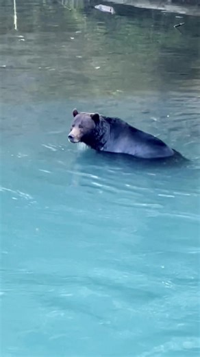 Indigenous Wildlife Tours in Toba Inlet