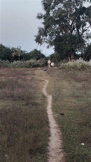 jungle view#forest#odishatourism