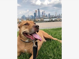 8 Months Later, Ricky The Pit, Lab Mix Still Looking For A Home