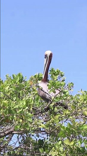 Brown Pelican Colour (Pelecanus occidentalis) #birds #pelicans #seabirds