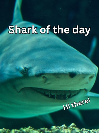 Discover the Lemon Shark: Ocean's Fascinating Predator