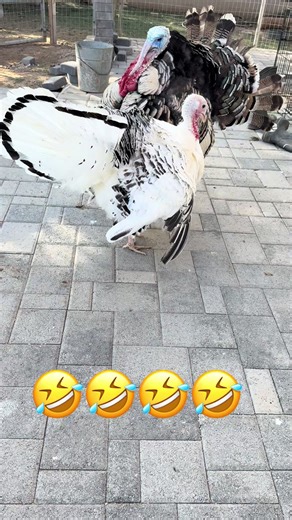 Funny Turkey Moments That Will Make You Laugh
