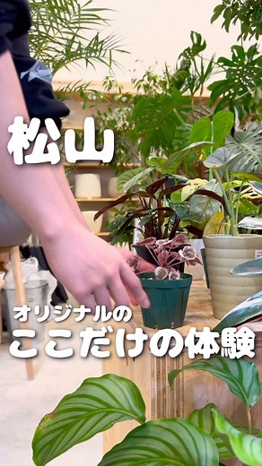 はれ｜おしゃれ愛媛🍊カフェ/グルメ/観光♨️ on Instagram: "はれ割特典を見る👇 【はれ割】 全員500円引きになる！ 学生の方は学割併用して1000円引き！ はれの投稿見ましたと、グリーンベースのアカウントをフォローではれ割が使えるからぜひ、使ってね！✨️ 予約方法は、公式LINEかInstagram、 DMもしくはお電話にてご予約できます！ ※学割適用時には学生証を提示してください。 ——————————— 今回は松山市にある 【GREEN BASE 】さんに 伺ってきました！ ☀️はれの感想☀️ 世界で一つだけだし、 家族や、友達と新しい体験ができる✨️ 《店舗の詳細》 🏠店名 ：GREEN BASE 📱SNS ： @greenbase_asoda 📍住所 ：愛媛県松山市朝生田町３丁目８−２０ ⏰時間 ：10:00〜18:00 🗓️定休日：不定休 💰予算 ：平日4,000円 土日4,500円 学割500円引き 植物代金別/植え込み料金無料 📞電話 ：089-993-8989 💵決済 ：現金払い、クレカ、QR (PayPay) 🅿️駐車場：あり �