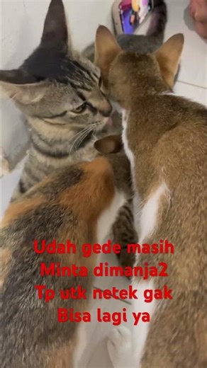 Kucing manja #kucingkampung #kucing #kucingbelangtiga #cats #cute