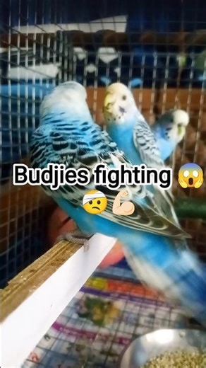 male budjies attack femal budjies 😱🤕#budgies #birds #fighting #youtubeshorts #trendingshorts