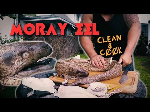 MASSIVE MORAY EEL! - How to Clean and Cook - Spearfishing Hawaii
