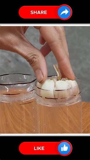 Garlic Plant Tips 😘🆕 | Small Vegetable Garden