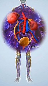 14K views · 268 reactions | "喙 Organs of the Excretory System | How Your Body Removes Waste Efficiently. #ExcretorySystem  #Kidneys #UrinarySystem #BodyFunctions #MedicalAnimation #ScienceEducation #HumanBiology #BiologyFacts #LearnScience #AnatomyBasics #HealthEducation #MedicalLearning | Medical Animation Media | Facebook