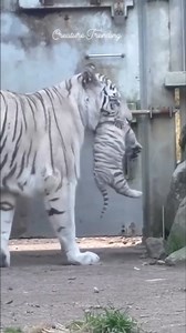 3.9M views · 190K reactions | Cutest | Creature Trending | Facebook