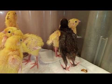 Cute little quail🐤🐣🐥for your satisfaction🥰