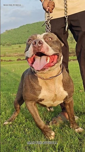 The 3 most dangerous dogs in the world 😱🤯 #max #pitbull #facts #dogshorts #dogbreed #dog #pets #p...