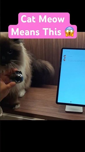 What Meow Means With AI