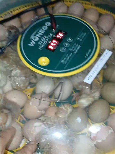 Incubadora Automática de 52 Huevos: Respuesta a Wilson Díaz