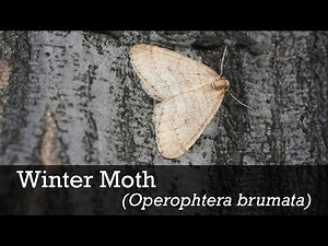 Winter Moth ID