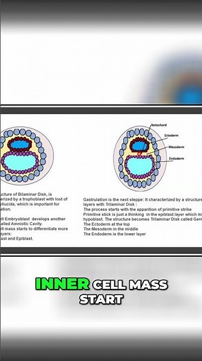 Embryoblast to Epiblast: Early Embryonic Development Explained #shorts