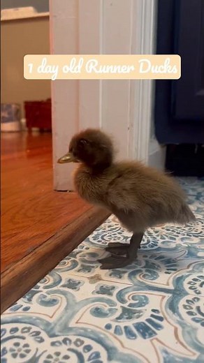1 Day Old Runner Ducklings #homesteading #cuteanimals #ducks #runners #runnerducks #babyducks