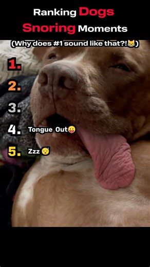 Dogs Snoring Like They Pay Rent Compilation 💤😂