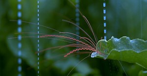 These high-speed images of rain splashing are incredible