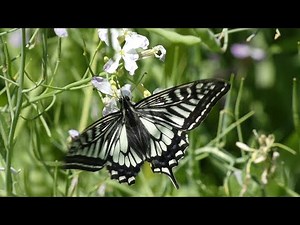 Asian Swallowtail Butterfly Visits Japanese Wild Radish Flowers for Nectar 240fps