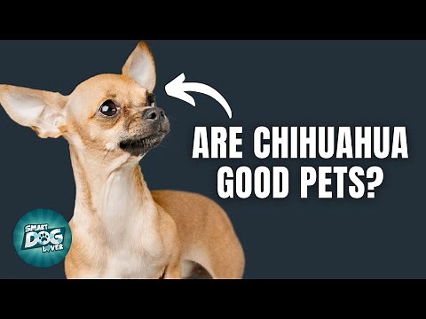 12 Things Only Chihuahua Dog Owners Understand