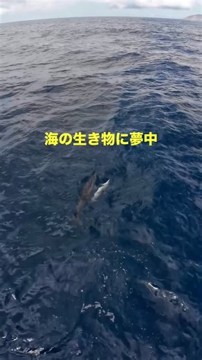 ドルフィン＆ユー／野生のイルカに逢いに行こう | 素敵ね~ オアフ島の海を探検して、海の生き物に出会おう！オアフ島で最高のイルカツアー「ドルフィン＆ユー」に参加しよう！ 期間限定！全ツアー26%オフの新年特別割引をお楽しみください✨ #ハワイ旅 #イルカウォッチング #海の生き物 #オアフ #野生のイルカ | Instagram