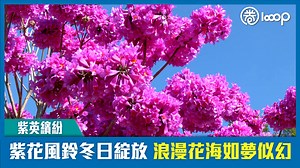 35 reactions | //近200棵紫花風鈴正迎來盛花期，紫色花海如雲似霞，目之所及皆是「花開如繡」，美不勝收。// 【短片】【紫英繽紛】紫花風鈴冬日綻放 浪漫花海如夢似幻 #廣東 #紫花風鈴 | Looop.hk | Facebook