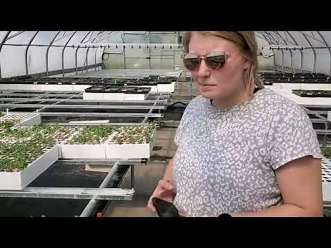 Saskatoon berry (Amelanchier alnifolia) propagation at Tree Time Greenhouses June 10, 2022
