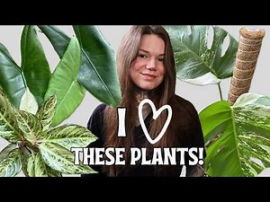 Indoor Plants In My Collection I’m Obsessed With This Month!