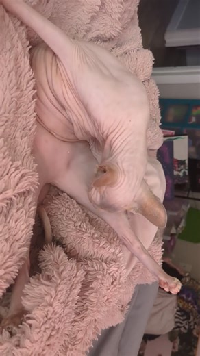 Understanding Sphynx Cat Behavior and Care