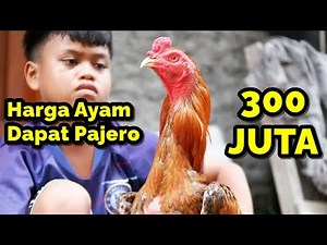 Ayam Bangkok Pakhoy Termahal Ini Seharga Pajero Sport