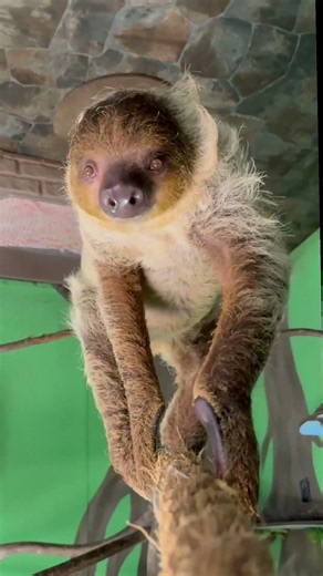 Sloths!