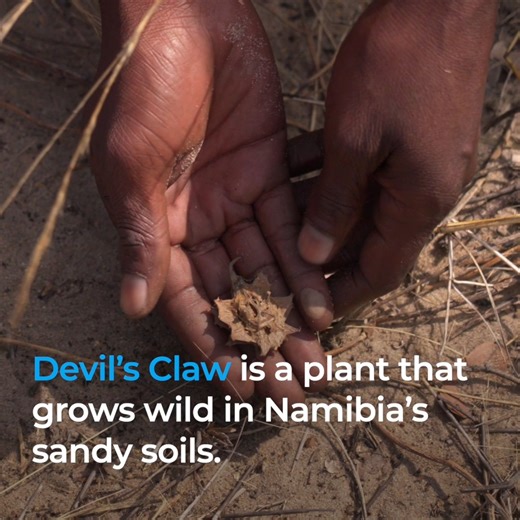 This #WorldWildlifeDay, discover the story of Namibia’s devil’s claw tuber, a traditional anti-inflammatory harvested sustainably by the Khwe Indigenous Peoples. FAO works with communities to ensure ecosystems thrive for future generations. 🔗 https://bit.ly/4r623C2 | Food and Agriculture Organization of the United Nations (FAO)