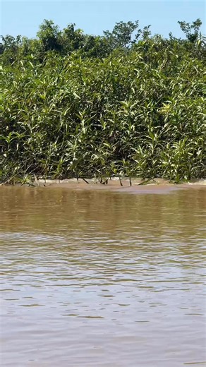 1.1M views · 8.2K reactions | Jaguar vs caiman in the pantanal #pantanal #wildlife #jaguar #onca #naturelovers #feline | Roger Benedik | Facebook