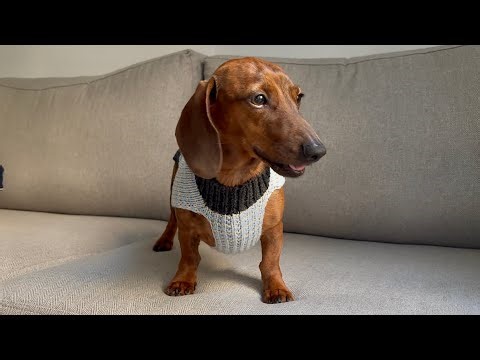 Mini dachshund's 1st knit sweater of the season!